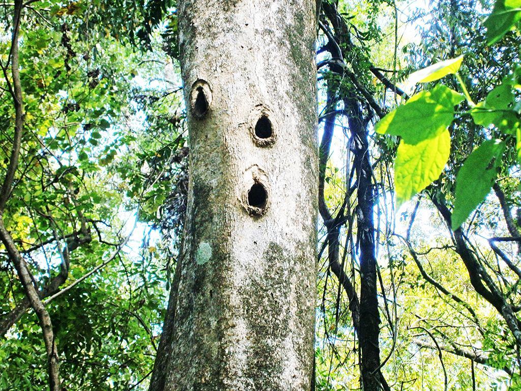 Surrey Bird Sanctuary & Holiday Resort Welimada Екстериор снимка